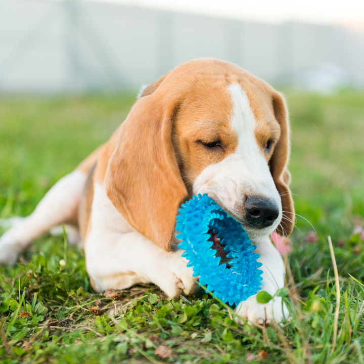 Pet Toys