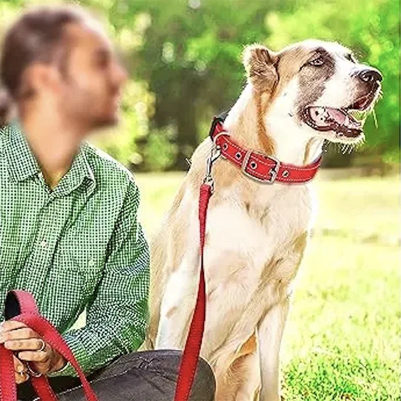 Padded Reflective Dog Collar – Adjustable Nylon Neoprene for All Sizes
