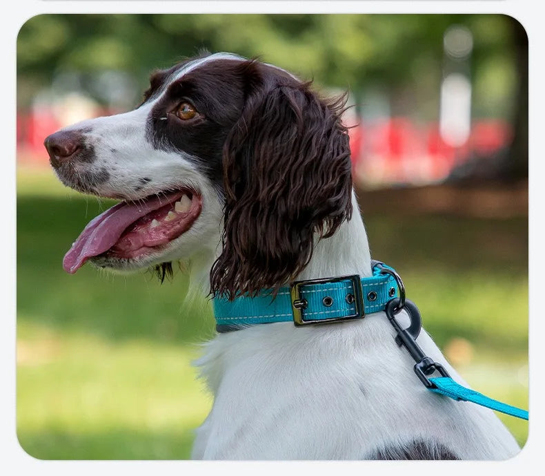 Padded Reflective Dog Collar – Adjustable Nylon Neoprene for All Sizes